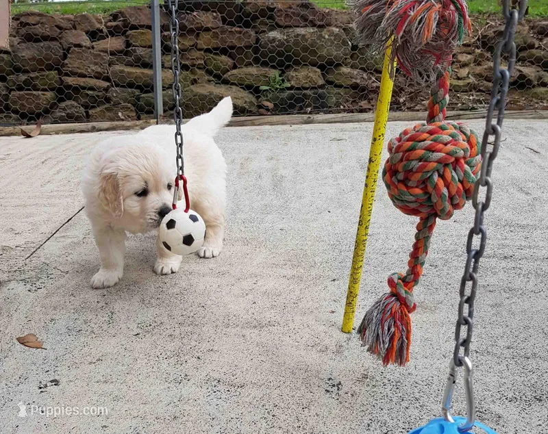 Kay – Golden Retriever puppy for sale in San Jose, CA