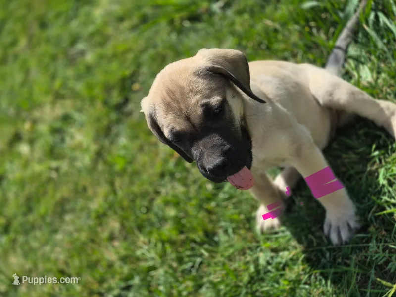 Sweetie – English Mastiff puppy for sale in Belen, NM