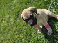 Sweetie, a female English Mastiff for sale in Belen, NM – 1 of 6