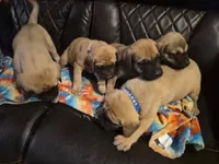 Lilly, a male English Mastiff for sale in Belen, NM – 7 of 7