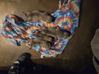 Rocco, a male English Mastiff for sale in Belen, NM – 5 of 5