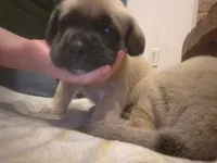 Brutus, a male English Mastiff for sale in Belen, NM – 2 of 5