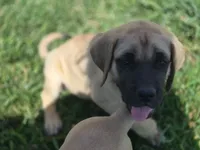 Sweetie, a female English Mastiff for sale in Belen, NM – 2 of 6