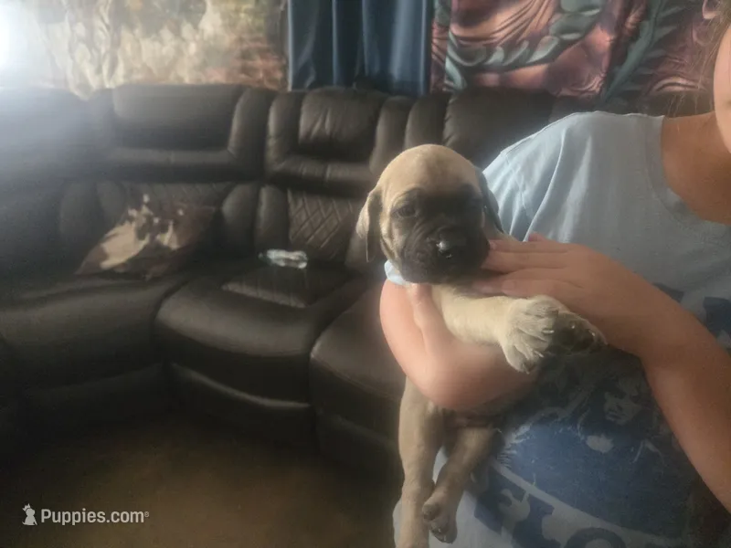Bella – English Mastiff puppy for sale in Belen, NM