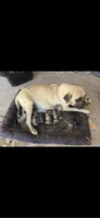 Rocco, a male English Mastiff for sale in Belen, NM – 2 of 5