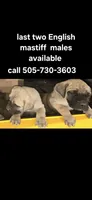Lilly, a male English Mastiff for sale in Belen, NM – 4 of 7