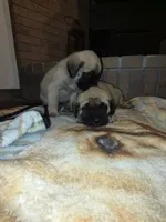 Brutus, a male English Mastiff for sale in Belen, NM – 3 of 5