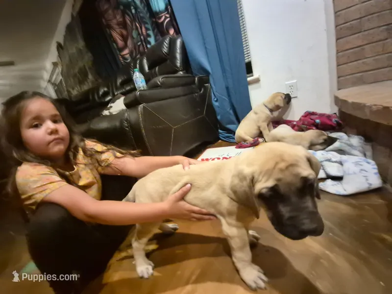 Bella – English Mastiff puppy for sale in Belen, NM