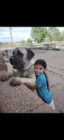 Bella, a male English Mastiff for sale in Belen, NM – 8 of 9