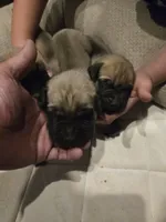 Rocco, a male English Mastiff for sale in Belen, NM – 1 of 5