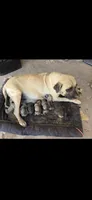 Sweetie, a female English Mastiff for sale in Belen, NM – 6 of 6