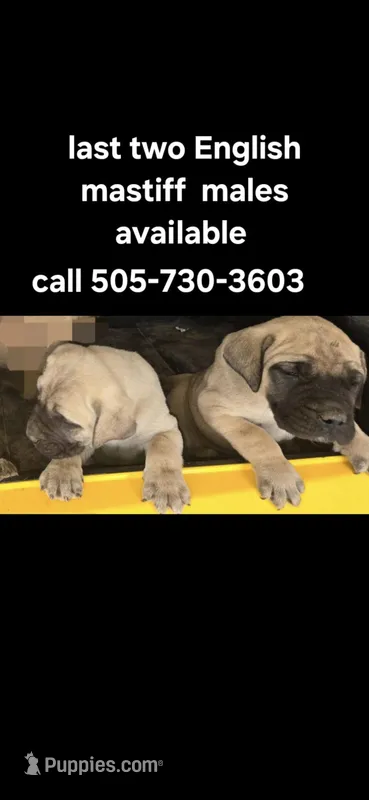 Bella – English Mastiff puppy for sale in Belen, NM