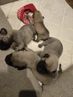 Rocco, a male English Mastiff for sale in Belen, NM – 4 of 5