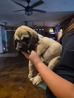 Sweetie, a female English Mastiff for sale in Belen, NM – 3 of 6