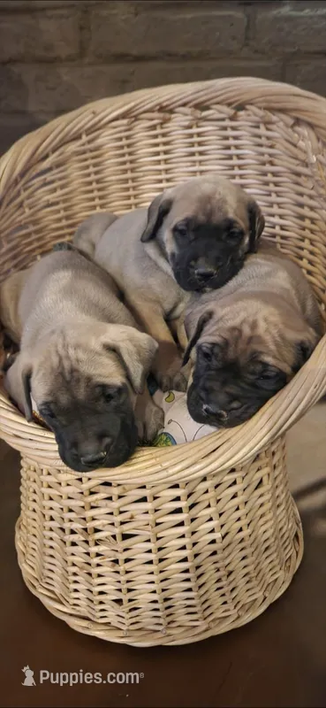 Bella – English Mastiff puppy for sale in Belen, NM