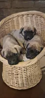 Bella, a male English Mastiff for sale in Belen, NM – 1 of 9