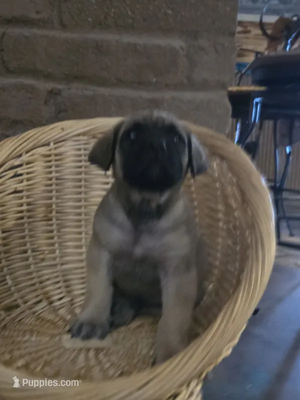 Rocco – English Mastiff puppy for sale in Belen, NM