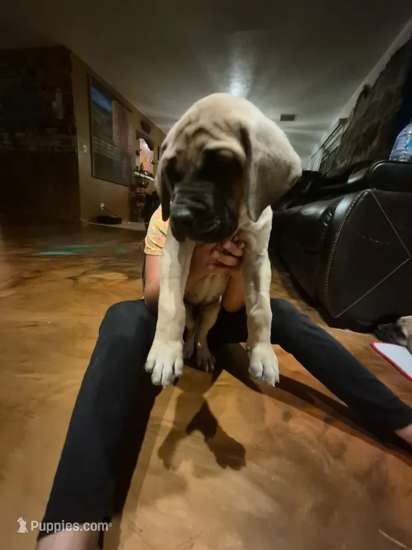 Lilly – English Mastiff puppy for sale in Belen, NM