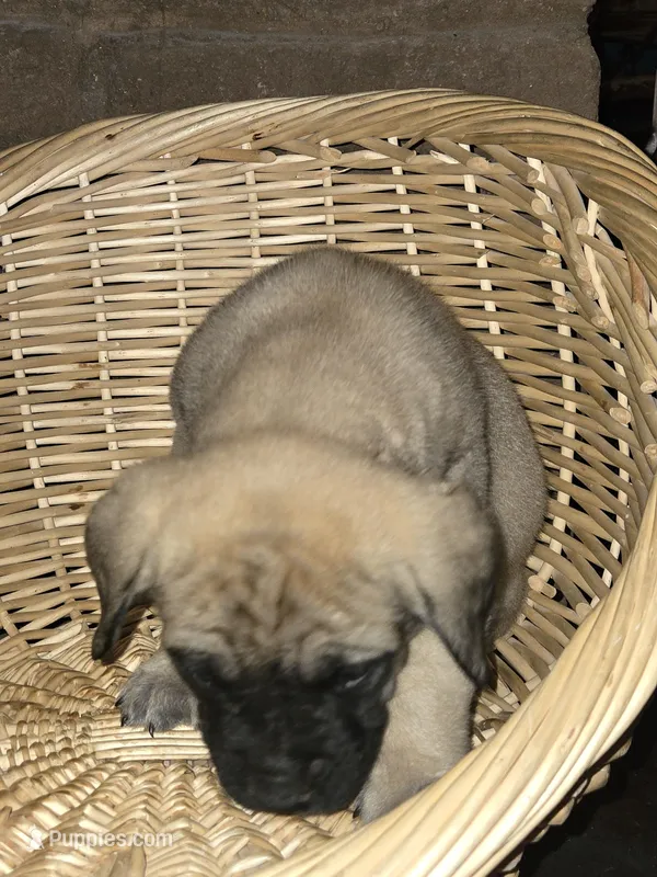 Magnas – English Mastiff puppy for sale in Belen, NM