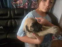Brutus, a male English Mastiff for sale in Belen, NM – 1 of 5