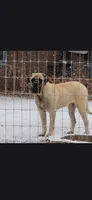 Rocco, a male English Mastiff for sale in Belen, NM – 3 of 5