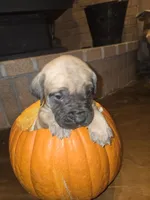 Bella, a male English Mastiff for sale in Belen, NM – 9 of 9