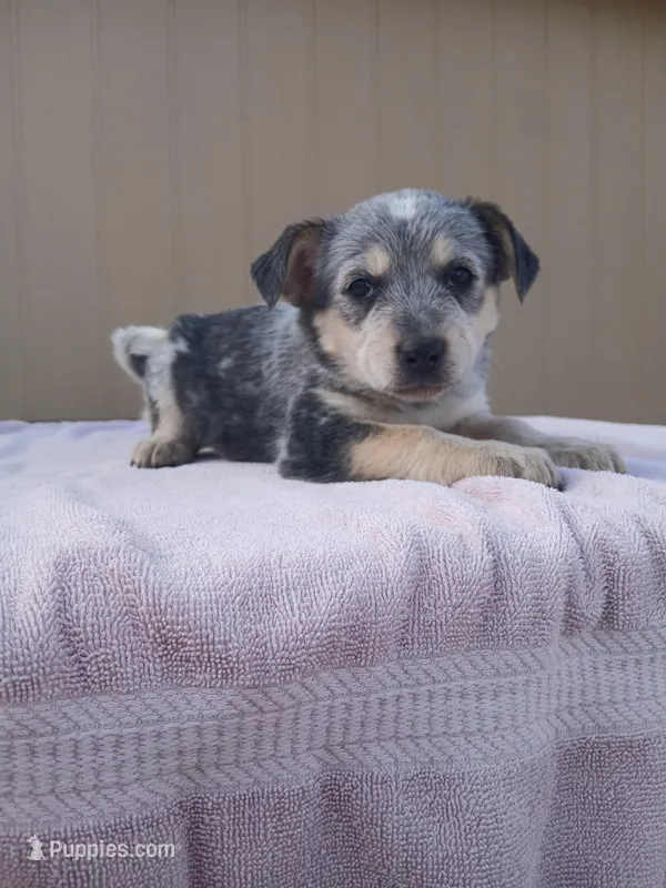 Violet – Australian Cattle Dog, Australian Shepherd puppy for sale in Canon City, CO