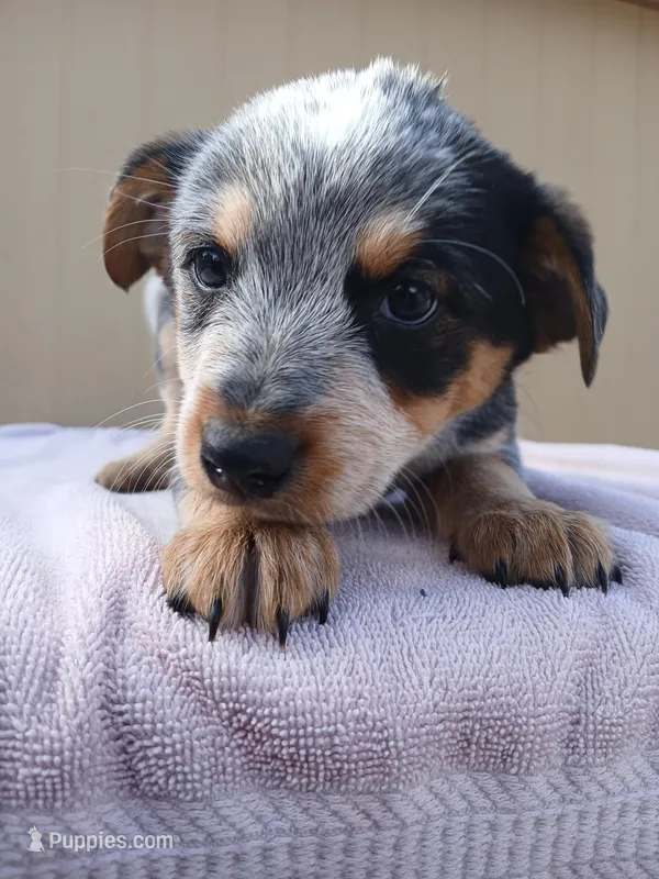 Bonnie – Australian Cattle Dog, Australian Shepherd puppy for sale in Canon City, CO