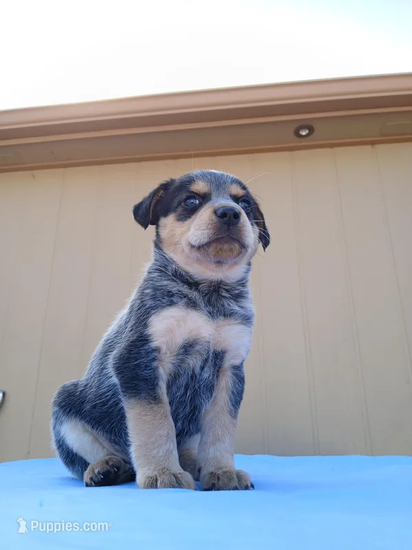 Clyde, a male Australian Cattle Dog and Australian Shepherd for sale in Canon City, CO – Photo 1 of 1