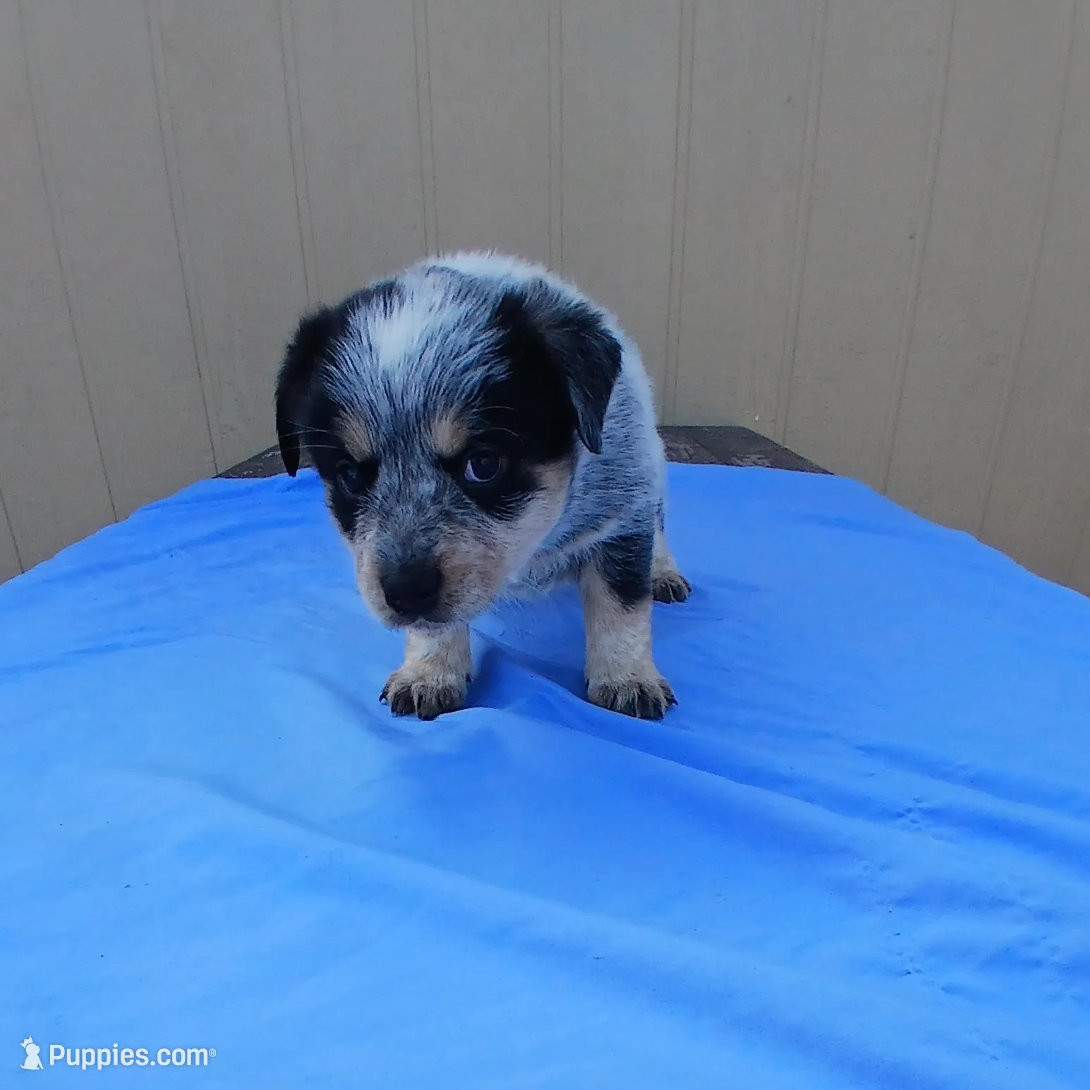 Hulk – Australian Cattle Dog, Australian Shepherd puppy for sale in Canon City, CO