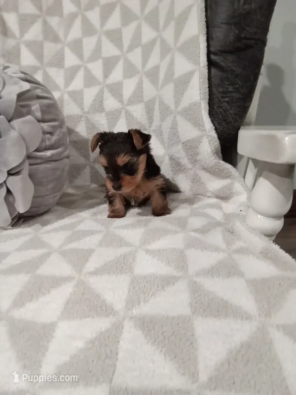 Rose, a female Yorkshire Terrier for sale in Odon, IN – 1 of 2
