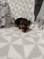 Rose, a female Yorkshire Terrier for sale in Odon, IN – 2 of 2