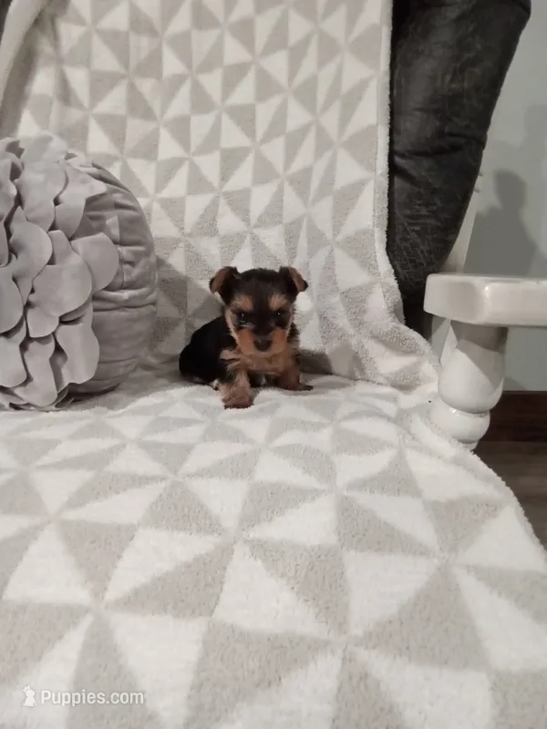 Rose – Yorkshire Terrier puppy for sale in Odon, IN