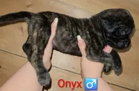 Onyx, a male English Mastiff for sale in Ludington, MI – 4 of 6