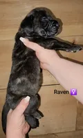 Raven, a female English Mastiff for sale in Ludington, MI – 3 of 6