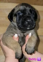 Teddy, a female English Mastiff for sale in Ludington, MI – 2 of 6