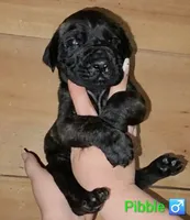 Pibble, a male English Mastiff for sale in Ludington, MI – 1 of 6