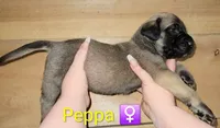 Peppa, a female English Mastiff for sale in Ludington, MI – 4 of 6