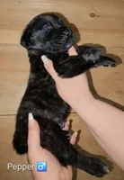 Pepper, a male English Mastiff for sale in Ludington, MI – 2 of 5