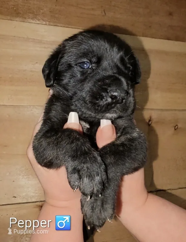 Pepper – English Mastiff puppy for sale in Ludington, MI