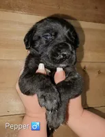 Pepper, a male English Mastiff for sale in Ludington, MI – 1 of 5