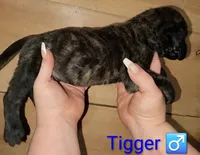 Tigger, a male English Mastiff for sale in Ludington, MI – 3 of 7