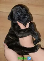 Pibble, a male English Mastiff for sale in Ludington, MI – 2 of 6