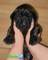 Pibble, a male English Mastiff for sale in Ludington, MI – 6 of 6
