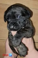 Onyx, a male English Mastiff for sale in Ludington, MI – 1 of 6