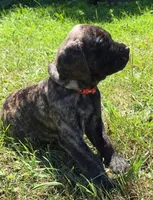 Tigger, a male English Mastiff for sale in Ludington, MI – 5 of 7