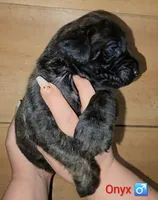 Onyx, a male English Mastiff for sale in Ludington, MI – 2 of 6