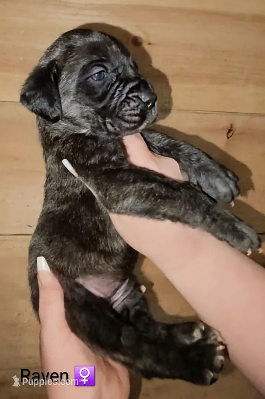 Raven – English Mastiff puppy for sale in Ludington, MI