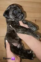 Raven, a female English Mastiff for sale in Ludington, MI – 1 of 6