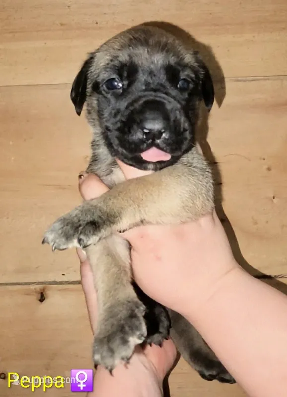 Peppa – English Mastiff puppy for sale in Ludington, MI